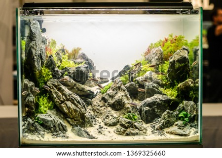 transparent aquarium with a white background and mountains with algae