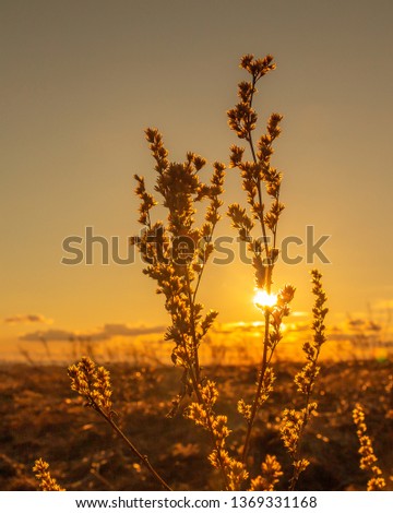 Dry grass against the sun light at sunset