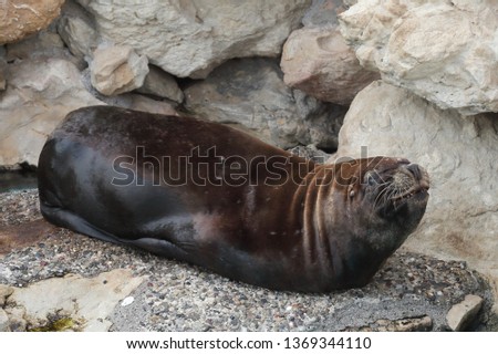 sea lion in a zoo