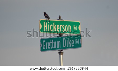 Red-winged blackbird on street signs - cross-section of two rural gravel roads in Northern Wisconsin