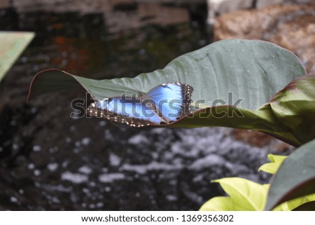 Blue Butterfly on large leaf