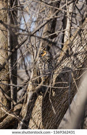 Long eared owl resting in mid winter in a boreal forest, Quebec, Canada.