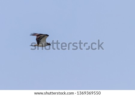 Osprey in flight (Pandion haliaetus)
