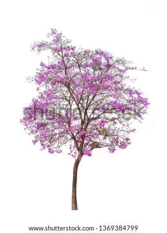 tree dicut at isolated on white background  Royalty-Free Stock Photo #1369384799
