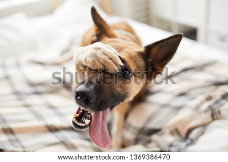 Portrait of embarrassed dog hiding face with paw and looking at camera, copy space Royalty-Free Stock Photo #1369386470