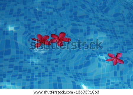 A picture of nice smell plumeria rubra siam red in the water.It is known for its moisturizing effects.