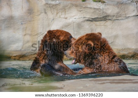 Large brown grizzly bears fight each other in a watery environment. You see the two huge and powerful bears engaged in a wrestling match. Water is being splashed and their copper brown coats shimmer.