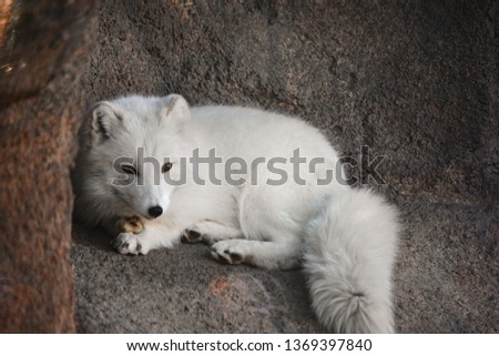 Very cute small white arctic fox is calm in it's natural environment during the spring. You see the brilliant white animal against a natural landscape. It's golden eyes shine and look around for prey.