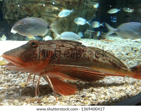  turkey marine aquarium. tropical fish species
