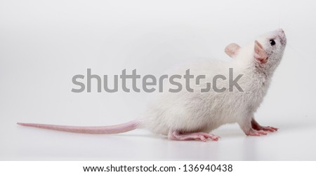 white rat - a pet animal