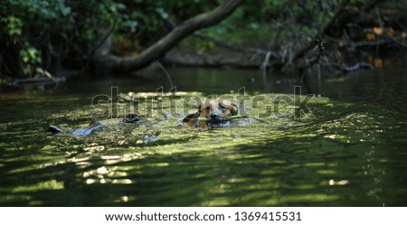 Portrait of big happy mixed breed dog swimming in the water