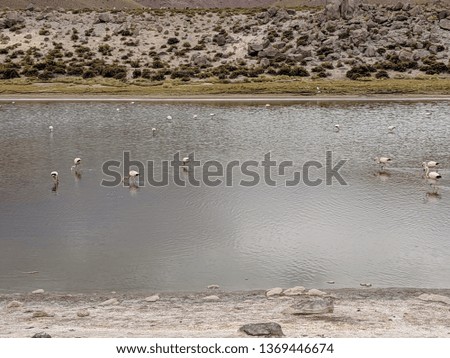 Chilean  Flamingos in High Altitude Marsh in Atacama Desert, Chile