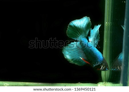 Colourful Betta fish,Siamese fighting fish in movement isolated on black background. Capture the moving moment of colourful siamese fighting fish isolated on black background