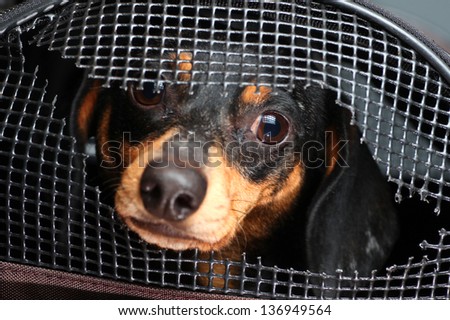 Shorthair Dachshund Puppy Peering from within Damaged Crate Royalty-Free Stock Photo #136949564