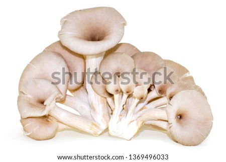 Oyster Mushrooms isolated on white