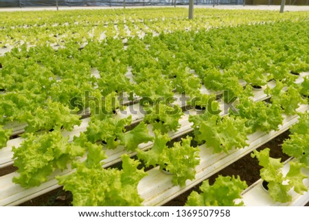 Water plant farms in Dalat City, they are grown in pipe with water & nutrition flow through, covered in greenhouse. Tourists can freely visit the farm, buy freshly grown radish, lettuce at the farms  