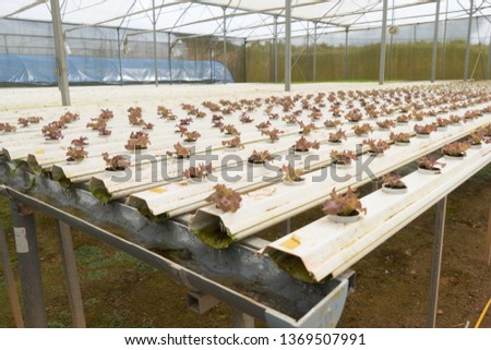 Water plant farms in Dalat City, they are grown in pipe with water & nutrition flow through, covered in greenhouse. Tourists can freely visit the farm, buy freshly grown radish, lettuce at the farms  