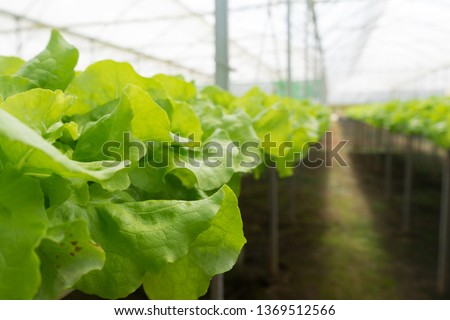 Water plant farms in Dalat City, they are grown in pipe with water & nutrition flow through, covered in greenhouse. Tourists can freely visit the farm, buy freshly grown radish, lettuce at the farms.