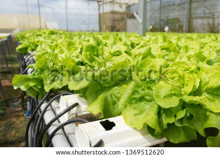 Water plant farms in Dalat City, they are grown in pipe with water  nutrition flow through, covered in greenhouse. Tourists can freely visit the farm, buy freshly grown radish, lettuce at the farms.