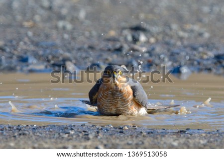 Eurasian Sparrowhawk (Accipiter nisus) taking a bath