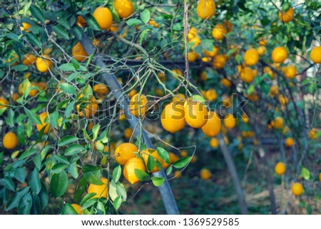 Branches of lemon tree, green leaves background
