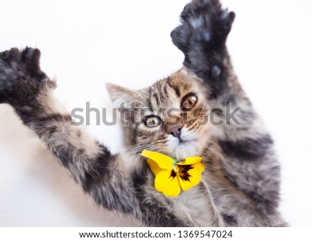 striped cat or kitten  raised its paws up with pansy viola flower isolated on white background