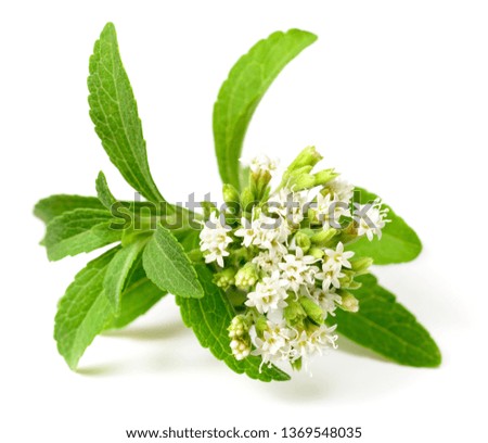 fresh stevia leaves and flowers isolated on white background