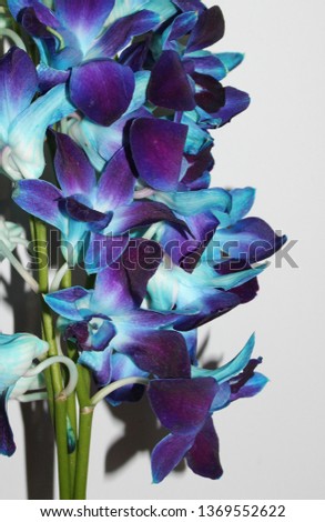 A close-up photograph of a bouquet of blue/purple tinted Galaxy Orchids. This photo was taken in Brisbane, Australia. 