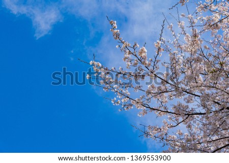 Cherry blossoms in Iwamotoyama Park, Fuji City, Shizuoka Prefecture