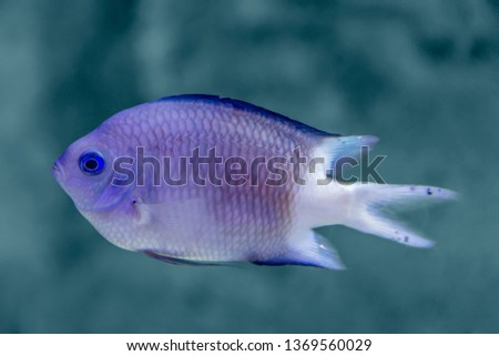 aquatic scenery showing a Coral reef fish