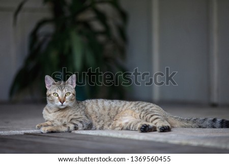 Lounging Female Feline Royalty-Free Stock Photo #1369560455