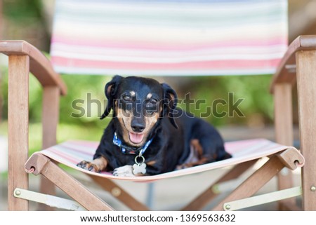 Happy miniature dachshund Royalty-Free Stock Photo #1369563632