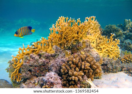 Yellow fire coral (Millepora) and Royal angelfish (Pygoplites diacanthus). Colorful marine life, fish and corals. Underwater photography from snorkeling in the shallow tropical sea. Aquatic wildlife.