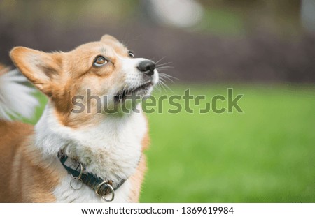 Welsh corgi pembroke dog looking up and waiting for a snack, being focused on the owner