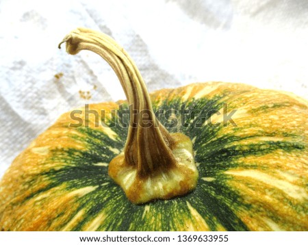 Back of Pumpkin on white background 