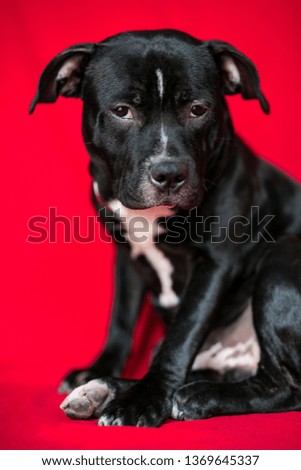 Staffordshire bull terrier puppy posing to the camera on a red background. Photo for dog. Funny photo for little pet