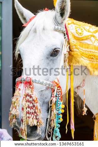 Lovely baraat white horse
