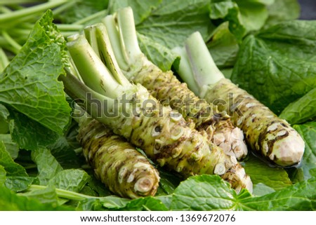 Japanese horseradish . wasabi