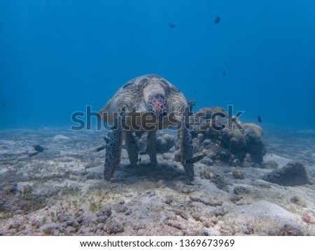 Green sea turtle's weird behavior standing with the tip of its four limbs touching the seafloor. It is either resting or having cleaned by cleaner fish.