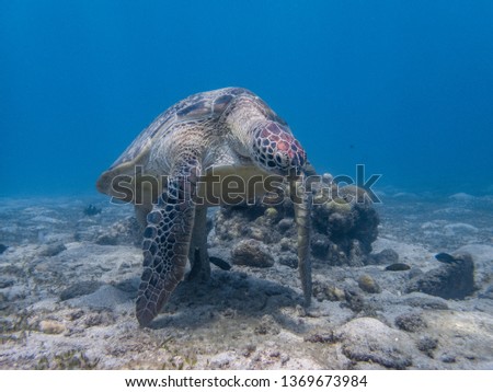 Green sea turtle's weird behavior standing with the tip of its four limbs touching the seafloor. It is either resting or having cleaned by cleaner fish.