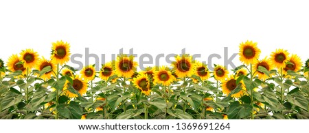 blooming sunflowers isolated on white background with clipping path.