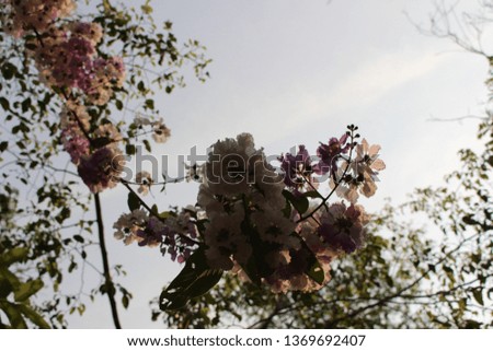 The beauty of a bouquet of purple and white flowers, blurred background, Inthanin, Tabaek flowers