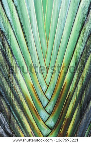Texture of Palm Tree Green Tropical leaves. Plant background