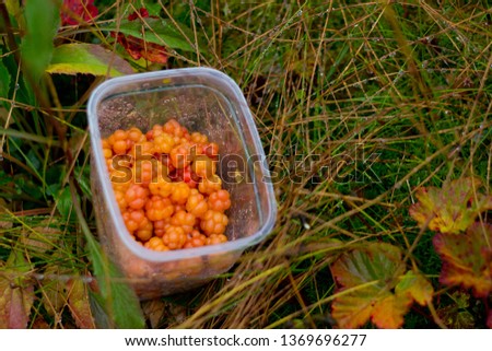 Cloudberries in box on colorful background in Norway, autumn  Norwegian in mountains,picking up in the forest,print for wallpaper,cover design,poster,calendar,outdoor lifestyle,scandinavian nature