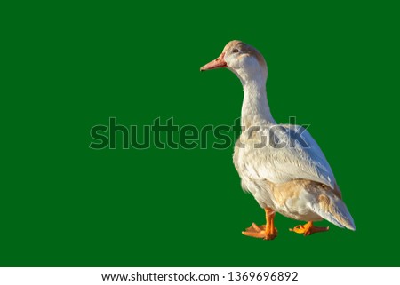 A beautiful goose with a light brown head and white feathers is walking in the sunshine, looking into the camera, isolated with green background
