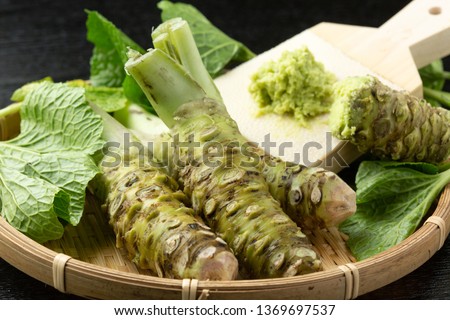Japanese horseradish. wasabi Royalty-Free Stock Photo #1369697537
