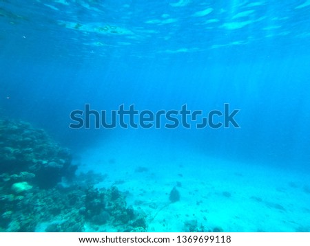 Underwater photography of coral reefs in the red sea. Clear blue water, beautiful corals. Natural natural background. The theme of tourism and travel.