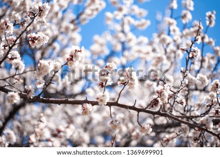 Spring flowers. Branches of flowering apricot against the blue sky. White blossom. Spring background. Cherry blossoms.