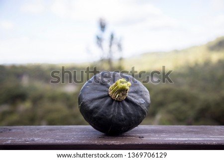 Close, front on view of a homegrown, organic buttercup squash sitting on a ledge overlooking the native New Zealand bush, including ferns, punga and kauri.