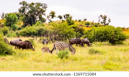 Wildebeest and Zebras herd on savanna at sunset, Africa. Safari in Serengeti, Tanzania 